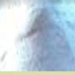 ձPVDF W#9100()